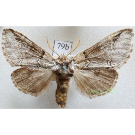 Drymonia obliterata (Borkhausen, 1790) Dąbrówka melagona Czech79b